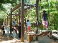夏の新たな花風景 「サルビア(ローマンレッド) 」見頃 夏の新たな花風景 「サルビア(ローマンレッド) 」見頃