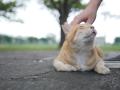 【署名累計7万筆を突破！】「イエネコ（ノネコも）」