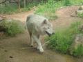 【徳島市】とくしま動物園 STELLA PRESCHOOL ANIMAL K 【徳島市】とくしま動物園 STELLA PRESCHOOL ANIMAL K