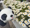 “お花”にまつわるお名前の方は入園無料!8月7日は「花 “お花”にまつわるお名前の方は入園無料!8月7日は「花