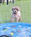 91%の飼い主が愛犬の熱中症を心配。猛暑の夏に、わん 91%の飼い主が愛犬の熱中症を心配。猛暑の夏に、わん