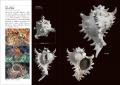 日本で見られる貝の生態写真と標本写真を827種全てに