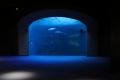 四国水族館で幻想的な夜の水族館『Nightscapeこがねい