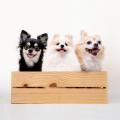 【文京区本駒込に新規オープン】犬のしつけ専門店「東 【文京区本駒込に新規オープン】犬のしつけ専門店「東