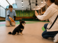 今、改めて考えたい。愛犬と体験しながら学ぶ防災フェ