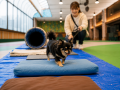 今、改めて考えたい。愛犬と体験しながら学ぶ防災フェ