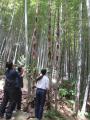キラメキノ未来、放置竹林の幼竹から京都産メンマを製