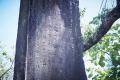 創業1575年の「二軒茶屋餅」、伊勢神宮内宮前「おはら