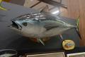 レアな深海魚や危険な魚がいっぱい！魚魚展開催中！【