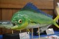 レアな深海魚や危険な魚がいっぱい！魚魚展開催中！【