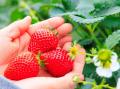 10haの花畑 赤と白のサルビアが「ほぼ満開」に!「カ 10haの花畑 赤と白のサルビアが「ほぼ満開」に!「カ