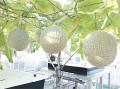 “水の技術”を農業へ!OKAYAMA発の完全水耕栽培「あっ “水の技術”を農業へ!OKAYAMA発の完全水耕栽培「あっ
