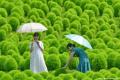 グリーンコキアで、夏だけのフォトタイム(国営ひたち グリーンコキアで、夏だけのフォトタイム(国営ひたち