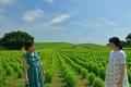 グリーンコキアで、夏だけのフォトタイム(国営ひたち グリーンコキアで、夏だけのフォトタイム(国営ひたち