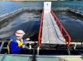 水中ドローンを、水産現場でもっと身近に。スペースワ 水中ドローンを、水産現場でもっと身近に。スペースワ