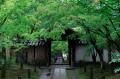 「京都・一休寺の植物をもとにうまれる、想像の『いき 「京都・一休寺の植物をもとにうまれる、想像の『いき