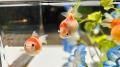 「愛されフォルム」の推し金魚！ まんまる可愛い“ピン