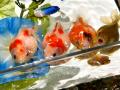 「愛されフォルム」の推し金魚！ まんまる可愛い“ピン