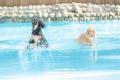 愛犬の真夏のお散歩不足や熱中症対策に!ワンちゃん専 愛犬の真夏のお散歩不足や熱中症対策に!ワンちゃん専