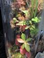 涼しい館内で100種以上の食虫植物を観察できる！パル