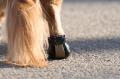猛暑から愛犬を守る職人手作りの最高級本革犬靴『Cani 猛暑から愛犬を守る職人手作りの最高級本革犬靴『Cani
