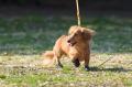 猛暑から愛犬を守る職人手作りの最高級本革犬靴『Cani 猛暑から愛犬を守る職人手作りの最高級本革犬靴『Cani