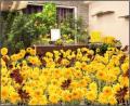 ～8月7日「花の日」に『花と人生の記憶調査』を発表～