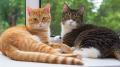 8月8日「世界猫の日」限定！穴あけ不要にゃんウォール