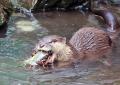 【智光山公園】夏限定!動物たちのひんやりおやつタイ 【智光山公園】夏限定!動物たちのひんやりおやつタイ