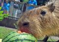 【智光山公園】夏限定!動物たちのひんやりおやつタイ 【智光山公園】夏限定!動物たちのひんやりおやつタイ
