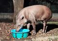 【智光山公園】夏限定!動物たちのひんやりおやつタイ 【智光山公園】夏限定!動物たちのひんやりおやつタイ