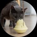 忙しい毎日でも猫との時間を楽しみたい。そんな想いか