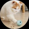 忙しい毎日でも猫との時間を楽しみたい。そんな想いか