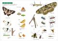 お目当ての昆虫を見つけるための、ノウハウと見どころ お目当ての昆虫を見つけるための、ノウハウと見どころ