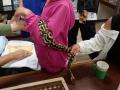 にょろっと学ぶ自然「身近なヘビ学習会」参加者募集( にょろっと学ぶ自然「身近なヘビ学習会」参加者募集(