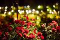 【茨城ならではの花絶景＆体験を】2026年度「珠玉の企