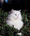 8月8日は“世界猫の日”「街全体がキャットシェルター」