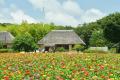 約35万本のジニアが織りなす花風景（国営ひたち海浜公