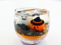 【アオアヲ ナルト リゾート】秋は Happy ハロウィン