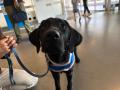 国内で数例のみ！IKEA長久手で介助犬パピー（子犬）の