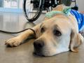 国内で数例のみ！IKEA長久手で介助犬パピー（子犬）の
