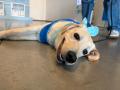 国内で数例のみ！IKEA長久手で介助犬パピー（子犬）の