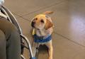 国内で数例のみ！IKEA長久手で介助犬パピー（子犬）の