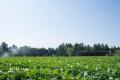 【8月31日は「野菜の日」】農園リゾートTHE FARM、日 【8月31日は「野菜の日」】農園リゾートTHE FARM、日