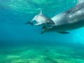 【沖縄美ら海水族館】バンドウイルカの赤ちゃんが誕生 【沖縄美ら海水族館】バンドウイルカの赤ちゃんが誕生