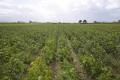 全国流通1％以下の