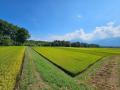 【長野県富士見町】標高約1,000mの冷涼な農地に注目。 【長野県富士見町】標高約1,000mの冷涼な農地に注目。
