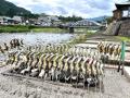 【岐阜県飛騨市】清流が育む「鮎」を満喫！絶品鮎を味