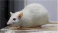 【岡山大学】体を“サビ”から守る仕組みが、腎臓の健康 【岡山大学】体を“サビ”から守る仕組みが、腎臓の健康