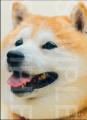 【国宝級のかわいさ】柴犬らんまるのポスター・ブロマ